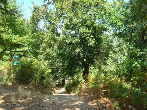 a dirt road with trees on the side at Guesthouse Amanitis Caesarea in Skíti
