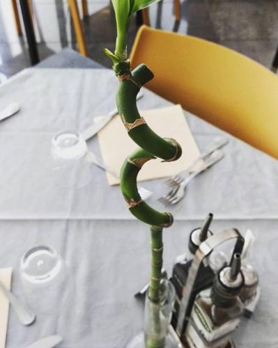 a green plant in a vase on a table at Hotel Etoile in Rimini
