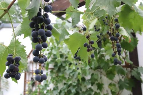 a bunch of black grapes hanging from a tree at Hostel Bad Salzig in Boppard