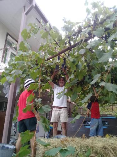 a group of people picking grapes from a tree at My home udabno in Udabno