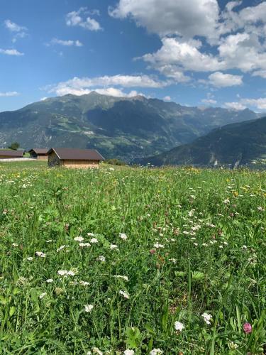a field of flowers in a field with mountains at Alpen Apart Heiss - DELUXE XL Apartments in Prutz