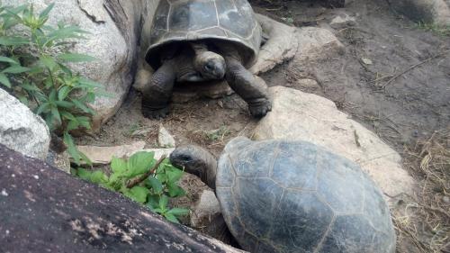 a tortoise is laying on the rocks at Mirella Villa Holiday Apartment in Anse Possession