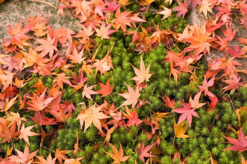 a group of autumn leaves on a moss covered rock at Suimeikan in Gero