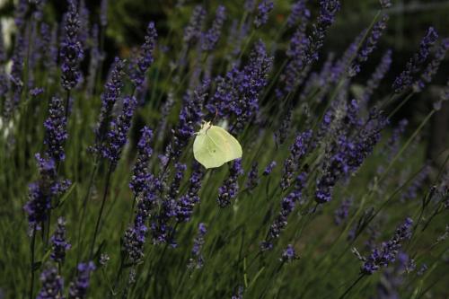 a green butterfly sitting in a field of lavender at Lopar 516 in Lopar