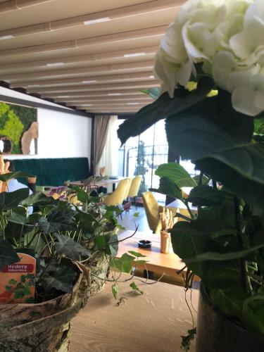 a living room with a plant and a table at Casa Mignon in Oradea