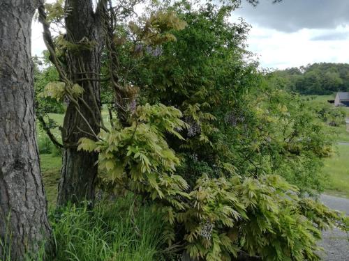 TreignesにあるLes Tiennesの横に植物を植えた木