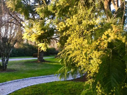 a tree with yellow flowers on a path at Crown Roads in Le Faouët
