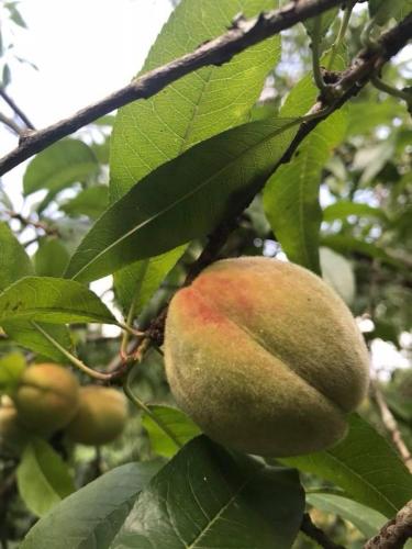 a green and red fruit on a tree branch at Crown Roads in Le Faouët