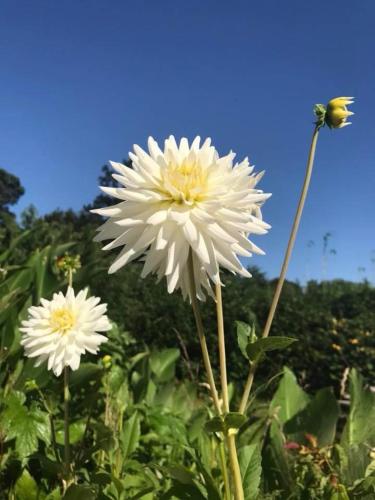 two white flowers with a bee on top of them at Crown Roads in Le Faouët