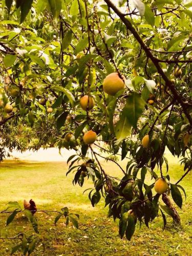 an orange tree with fruits on it in a field at Crown Roads in Le Faouët