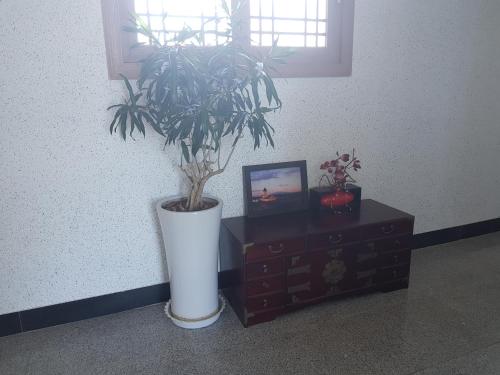 a plant in a white vase sitting on a dresser at Purmir Pension in Seogwipo