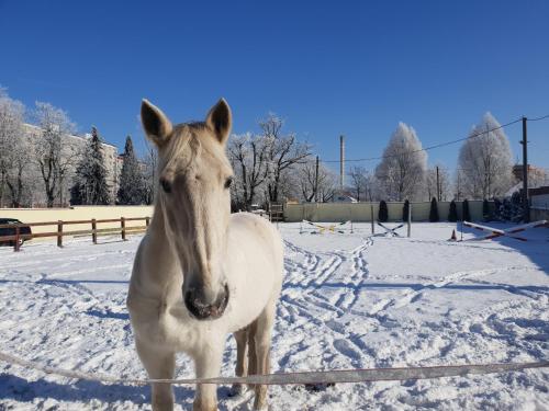 a white horse standing in the snow at Farm Stay NH Stables in Nýřany