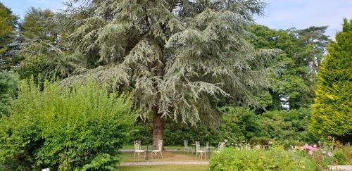 a large tree in a park with benches under it at Crown Roads in Le Faouët