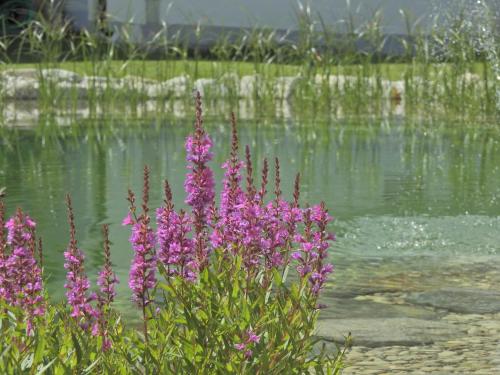 a bunch of purple flowers next to a body of water at Hotel Tirolerhof in Leutasch