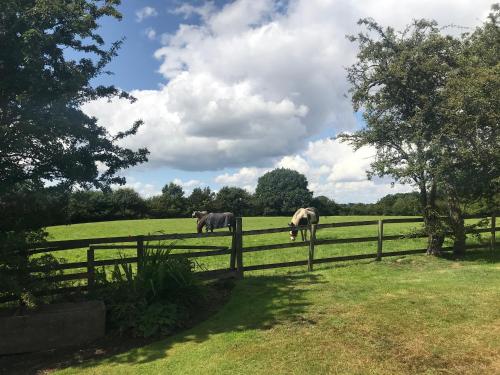 two elephants standing in a field behind a fence at Rylands Farm Guest House in Wilmslow