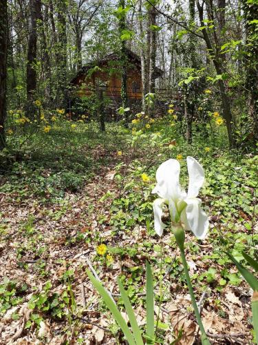 a white flower in the middle of a forest at CHALET ETNA MILO in Milo