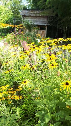 a field of yellow flowers in a garden at Guesthouse Luka in Martvili