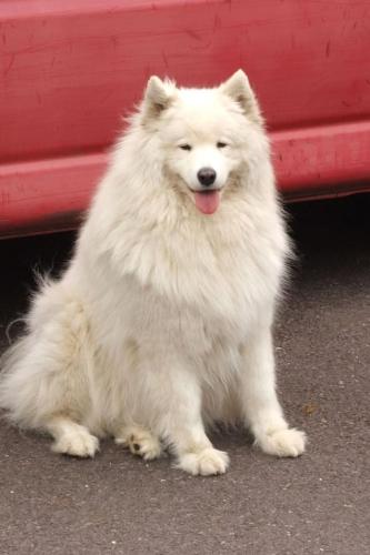 a white dog sitting next to a red car at Kerry Air in Killarney