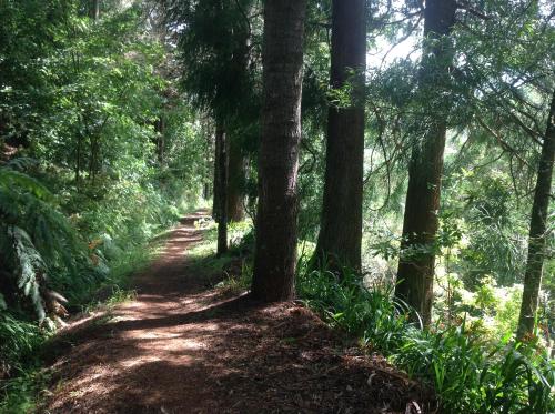 a dirt trail in a forest with trees at Pensão Fernandes in Porto Moniz