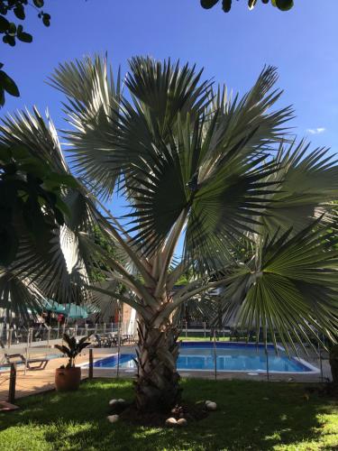 a palm tree next to a swimming pool at Hotel Restaurante Versalles in Melgar