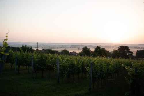 a field of vines with the sun setting in the background at Weingarten Lodge in Winten