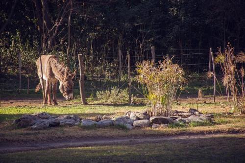 Άλλα ζώα σε αυτό το διαμέρισμα ή στη γύρω περιοχή