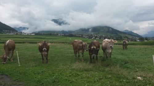 a group of cows in a field behind a fence at Barschtlerhof in Axams