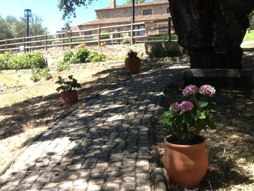 three potted plants sitting next to a tree at Apartamentos Rurales La Macera **** in Valencia de Alcántara