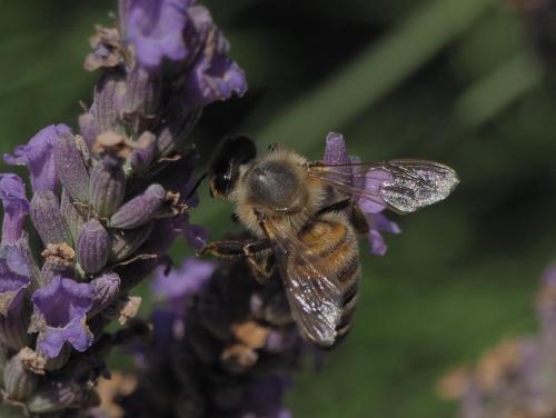 a bee is sitting on a purple flower at André et Viviane Chatelard - Chambres d'hôtes in Saint-Bonnet-le-Froid