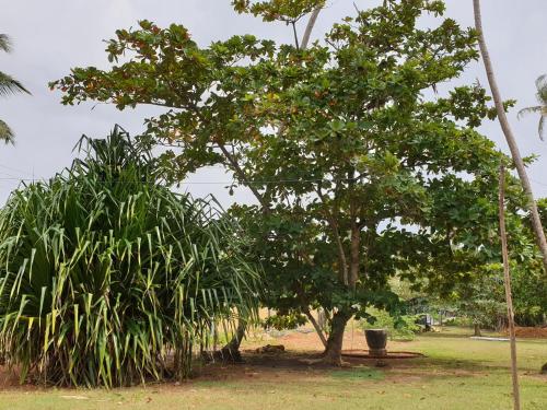 Jardín al aire libre en Sekkugala Villa