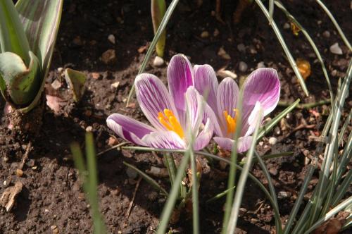 a group of purple flowers in the dirt at Bujanic Apartments in Tivat