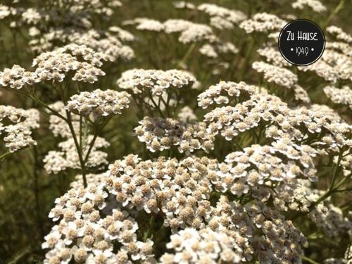 a bunch of white flowers with a bubble in the corner at Zu Hause 1949 in Markdorf