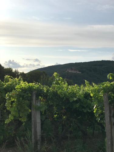 a vineyard with a fence in the foreground at Ferienwohnung Wanderlust in Klingenmünster