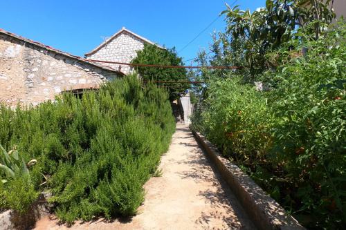 a path in a garden with bushes and trees at Apartment Dulcis in Stari Grad