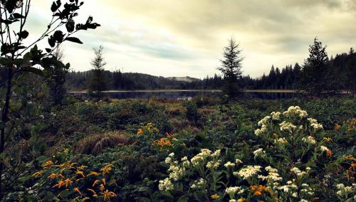 a field of flowers with a lake in the background at Domaine Summum in Mont-Tremblant