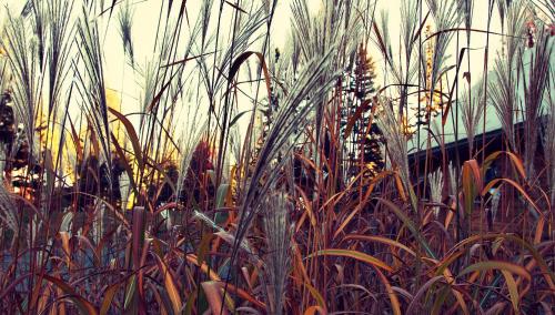 a field of tall grass in front of a building at Domaine Summum in Mont-Tremblant