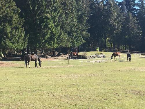 a group of horses grazing in a field at Ferienwohnung Reinhold in Sankt Englmar