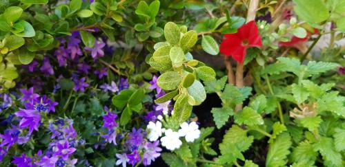 a bunch of colorful flowers in a garden at Art Apartment - Harz in Stolberg i. Harz