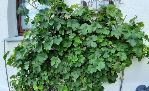 a green plant on the side of a building at Ferienwohnung Albstadt Panorama in Albstadt