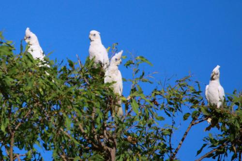 ホリデーパークの敷地内または近くにいる動物
