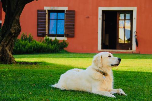 a white dog laying in the grass in front of a house at Musella Winery & Relais in San Martino Buon Albergo