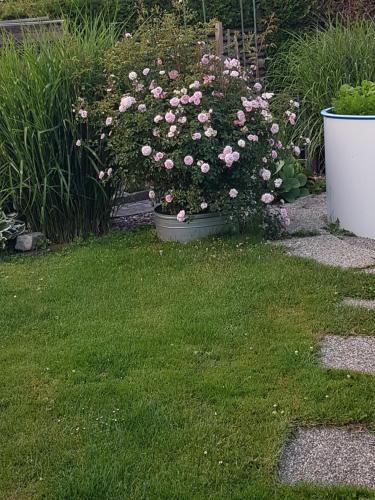 a pot of pink flowers in a garden at Ferienwohnung am Thayatalradweg in Schwarzenau
