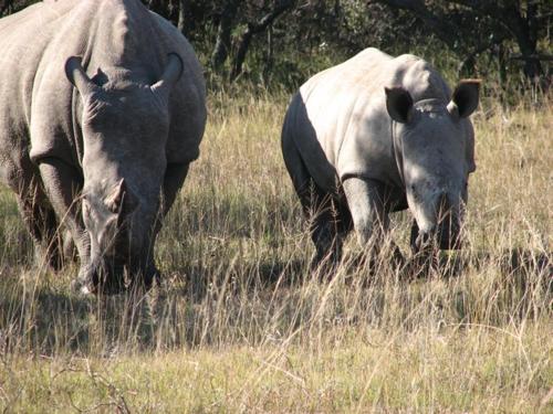 two elephants grazing in a field of tall grass at Bukela Game Lodge - Amakhala Game Reserve in Amakhala Game Reserve
