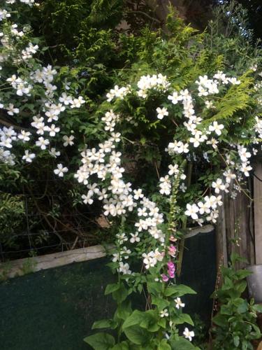 a bush of white flowers on a fence at Brook House B&B & Cottages in Kaikoura