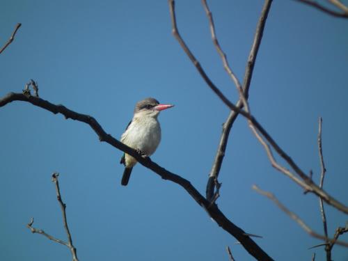 a small bird perched on a tree branch at Lanseria Country Estate in Lanseria