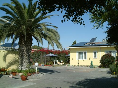 a palm tree in a yard next to a house at Pension d'Avignon in Swakopmund