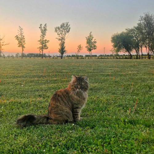 a cat sitting in the grass in a field at Al Vecchio Fienile in San Michele al Tagliamento