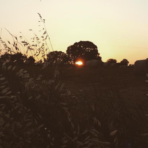 a sunset in a field with tall grass at Ai Sottani B&B Deluxe Suite in Gioia del Colle