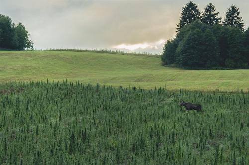 un animal noir traversant un champ d'herbe haute dans l'établissement Place for tent - Miejsce na namiot u stóp natury, à Kuty