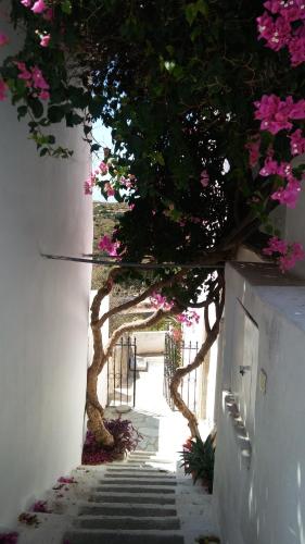 a tree with pink flowers on a walkway at The large bougainvillea house in Kýthira